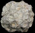 Fossil Coral (Actinocyathus) Head - Morocco #44872-1